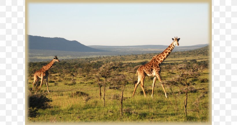 Giraffe Centre Maasai Mara Karen Blixen Museum Tsavo East National Park, PNG, 1160x612px, Giraffe Centre, Amboseli National Park, Ecoregion, Ecosystem, Elephant Download Free
