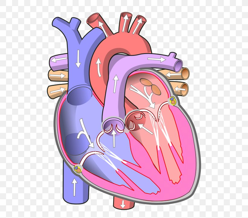 Heart Atrium Circulatory System Blood Vessel Ventricle, PNG, 600x722px, Watercolor, Cartoon, Flower, Frame, Heart Download Free