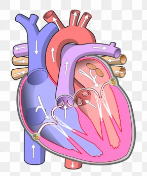 Arteries And Veins Artery Circulatory System Blood Vessel, PNG ...