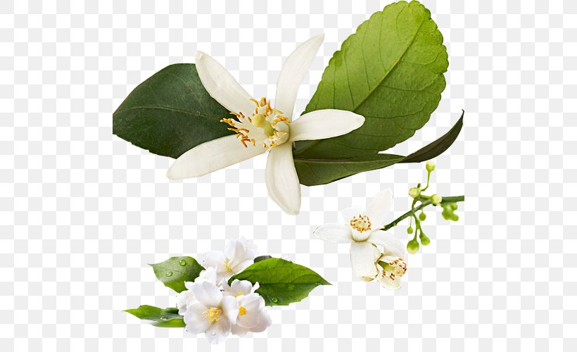 Tea Flower Lemon Jasmine Perfume, PNG, 500x500px, Tea, Aroma Compound, Blossom, Essential Oil, Flavor Download Free
