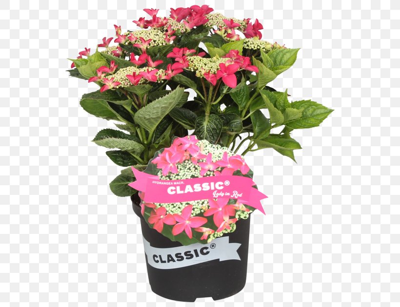 Vervain Flowerpot Cornales Cut Flowers Hydrangea, PNG, 630x630px, Vervain, Annual Plant, Cornales, Cut Flowers, Floral Design Download Free