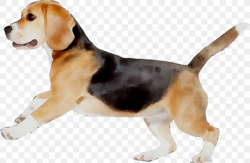 Beagle-Harrier Beagle-Harrier English Foxhound American Foxhound, PNG, 1677x1095px, Beagle, American Foxhound, American Kennel Club, Ancient Dog Breeds, Artois Hound Download Free
