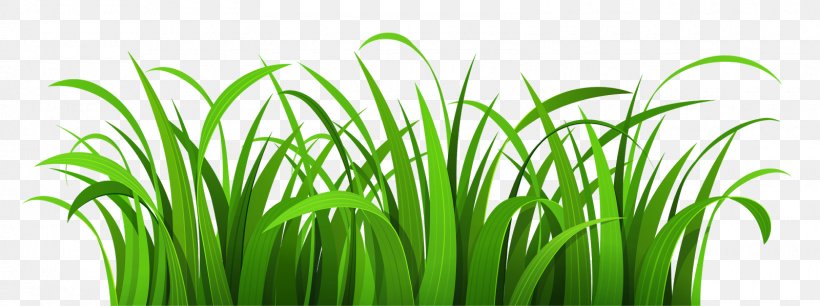 Borders And Frames Clip Art Free Content Openclipart Grasses, PNG, 1600x599px, Borders And Frames, Chrysopogon Zizanioides, Commodity, Drawing, Grass Download Free
