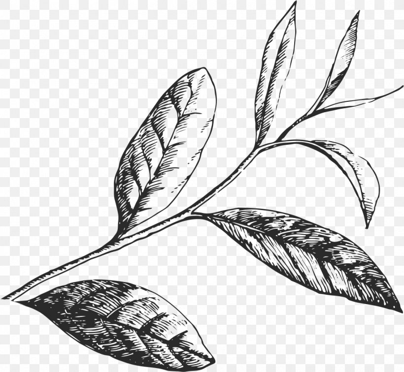 Coffee Green Tea /m/02csf Journey Toward Greatness, PNG, 1129x1041px, Coffee, Artwork, Beer Brewing Grains Malts, Bird, Black And White Download Free