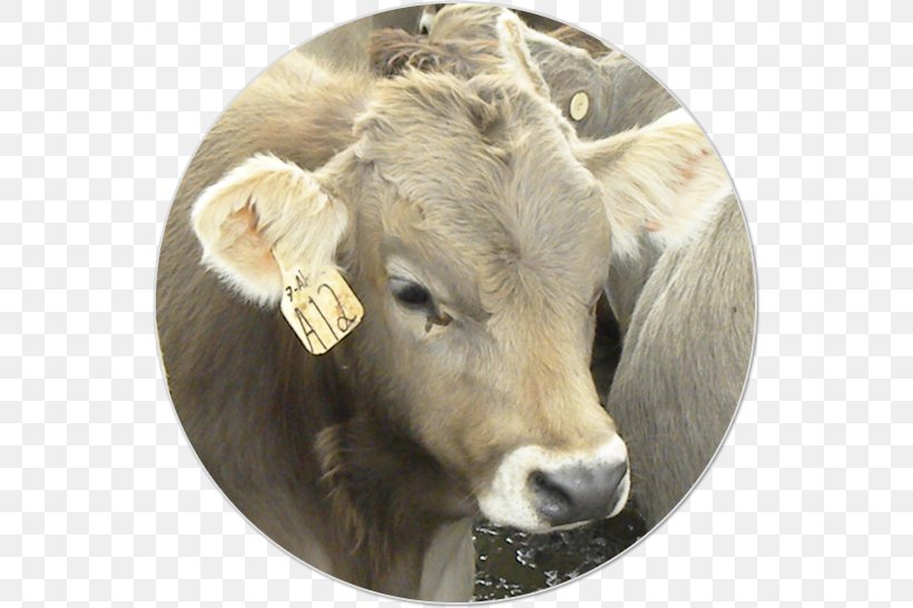 Dairy Cattle Charolais Cattle Ox Livestock Animal Husbandry, PNG, 546x546px, Dairy Cattle, Animal, Animal Husbandry, Cattle, Cattle Like Mammal Download Free