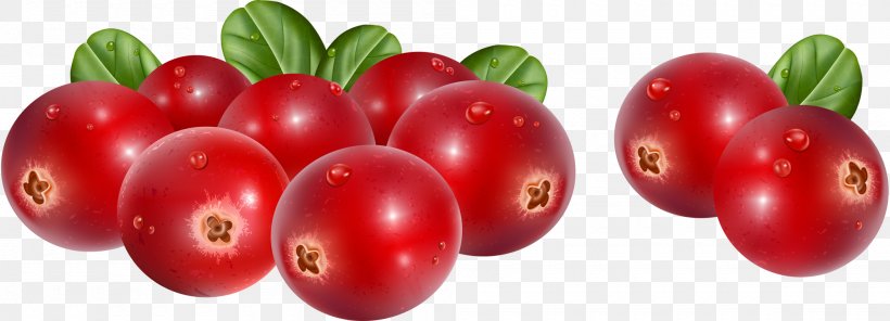 Lingonberry Cranberry Stock Photography Clip Art, PNG, 2000x724px, Lingonberry, Berry, Blueberries, Bush Tomato, Cherry Download Free