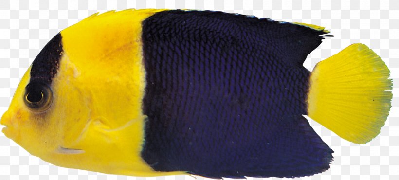 Ornamental Fish Tropical Fish Aquarium, PNG, 1600x723px, Ornamental Fish, Aquarium, Digital Image, Dots Per Inch, Fish Download Free