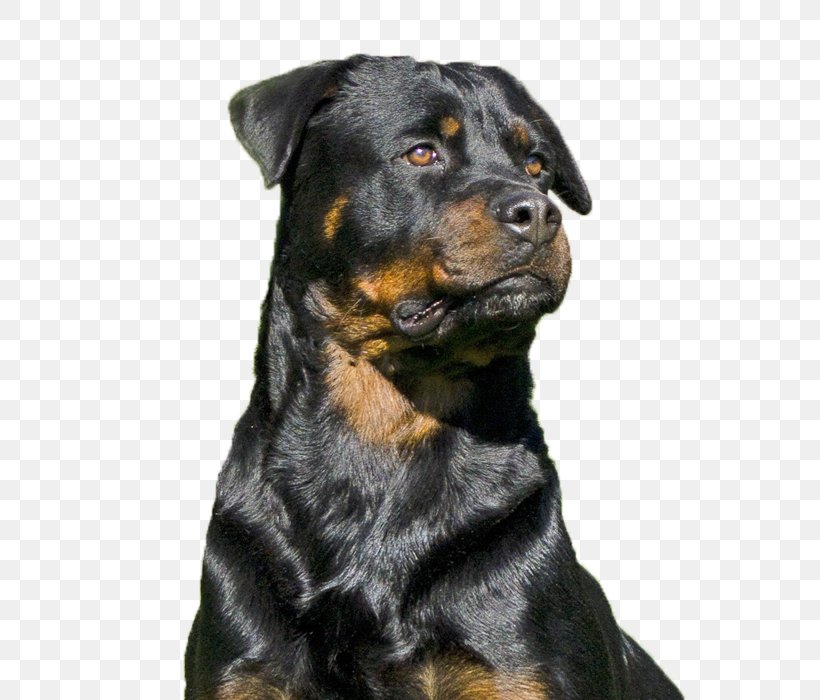 Rottweiler Dog Breed Snout Razas Nativas Vulnerables, PNG, 800x700px, Rottweiler, Breed, Carnivoran, Dog, Dog Breed Download Free