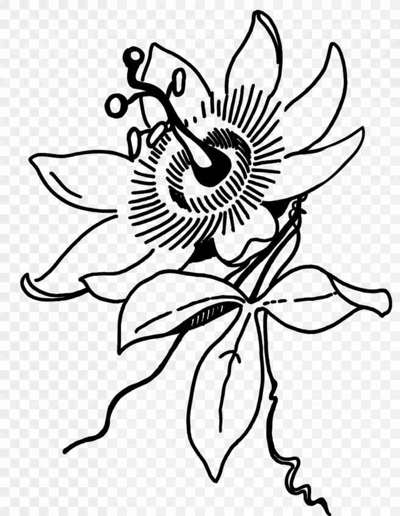 Passiflora Caerulea Flower Plant Passion Fruit Line Art, PNG, 1974x2550px, Passiflora Caerulea, Art, Artwork, Black, Black And White Download Free
