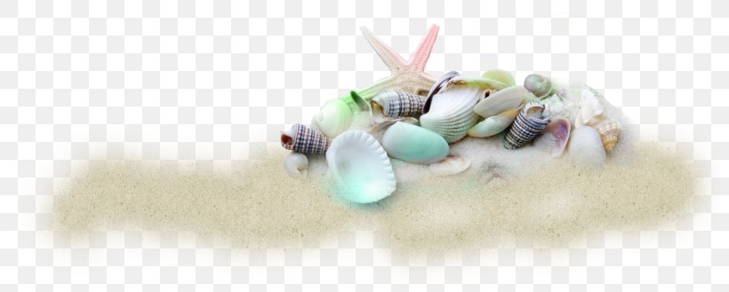 Seashell Beach Cockle Sand Clip Art, PNG, 800x329px, Seashell, Beach, Beach Of La Concha, Bead, Body Jewelry Download Free