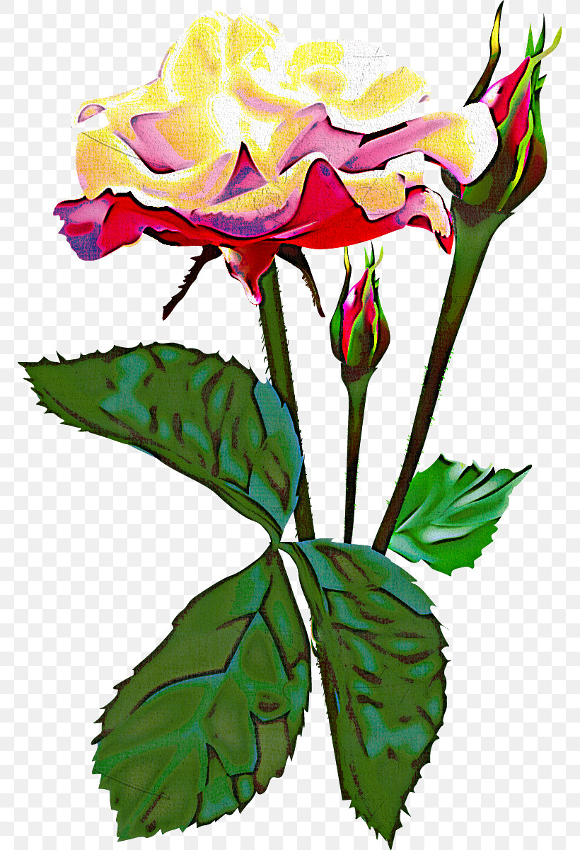 Two Flowers Two Roses Valentines Day, PNG, 769x1200px, Two Flowers, Cut Flowers, Flower, Garden Roses, Pedicel Download Free