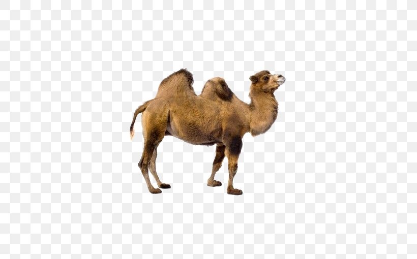 Bactrian Camel Dromedary Llama Vicuxf1a, PNG, 510x510px, Bactrian Camel, Animal, Arabian Camel, Camel, Camel Like Mammal Download Free