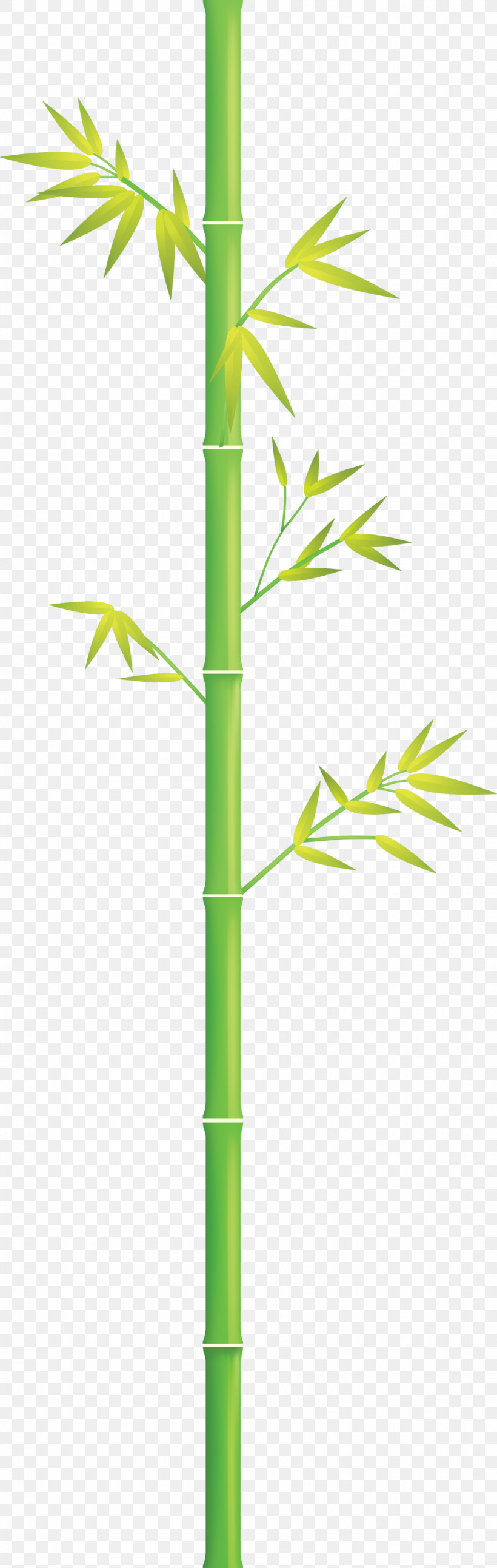 Bamboo Leaf, PNG, 951x2999px, Bamboo, Grass, Grass Family, Green, Leaf Download Free