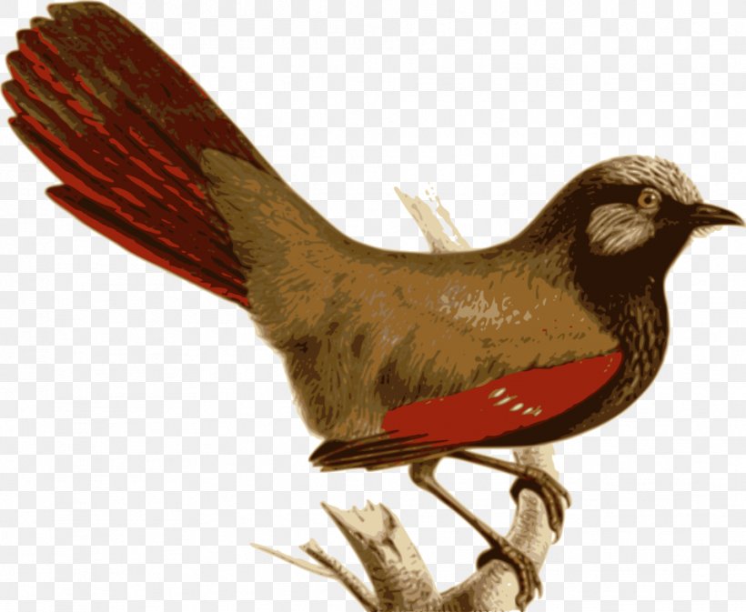 Bird Vertebrate Laughingthrush Feather Garrulax, PNG, 958x787px, Bird, Animal, Beak, Bird Feeders, Bird Nest Download Free
