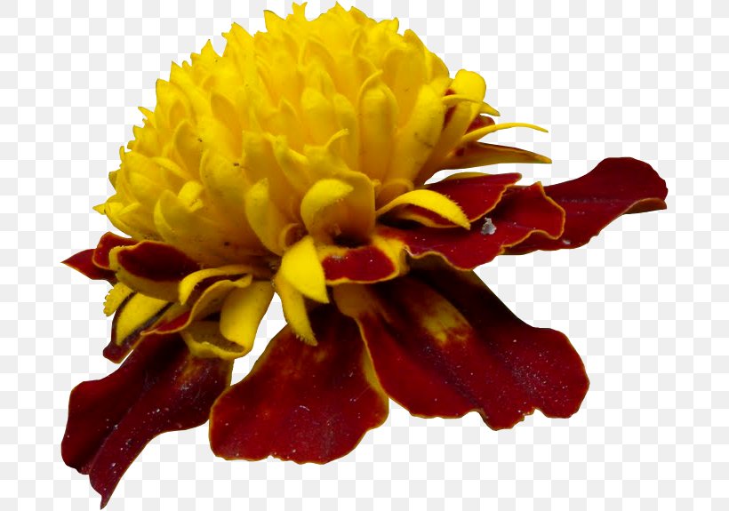 Chrysanthemum Cut Flowers, PNG, 685x575px, Chrysanthemum, Chrysanths, Cut Flowers, Flower, Flowering Plant Download Free