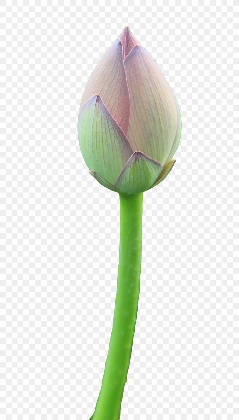 Petal Bud Plant Stem Purple Flowering Plant, PNG, 1438x2526px, Petal, Bud, Flower, Flowering Plant, Plant Download Free