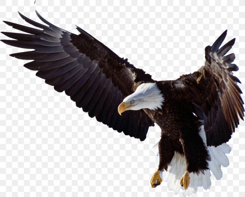 Bird Of Prey Bald Eagle Golden Eagle, PNG, 1127x903px, Bird, Accipitridae, Accipitriformes, Albatross, Animal Download Free
