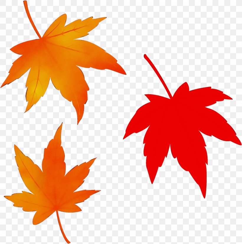 Maple Leaf, PNG, 1020x1028px, Watercolor, Black Maple, Deciduous, Leaf, Maple Download Free