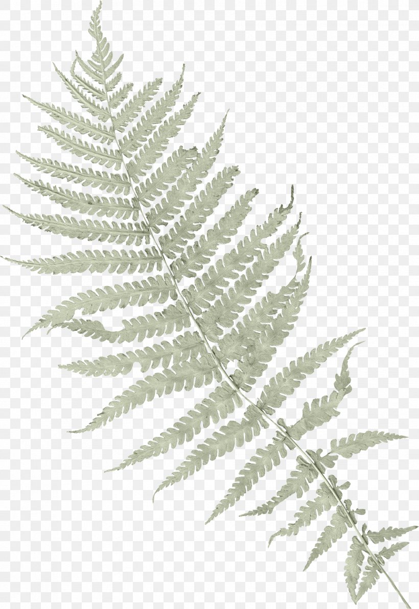 Ostrich Fern Vascular Plant Clip Art, PNG, 1829x2662px, Fern, Animaatio, Animal, Black And White, Branch Download Free