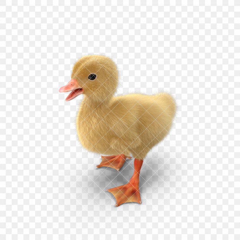 Yellow Duck Goose Animal, PNG, 2048x2048px, 3d Computer Graphics, Duck, Animal, Beak, Bird Download Free