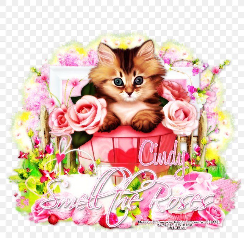 Kitten Whiskers Floral Design Cut Flowers, PNG, 800x800px, Kitten, Carnivoran, Cat, Cat Like Mammal, Cut Flowers Download Free