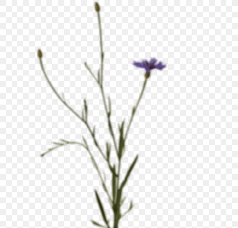 Lavender Subshrub Plant Stem Twig Chicory, PNG, 568x785px, Lavender, Chicory, Flora, Flower, Flowering Plant Download Free