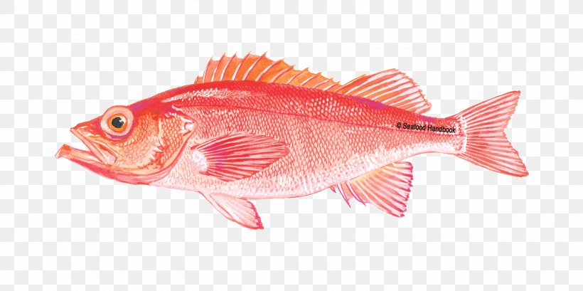 Northern Red Snapper Grouper Fish Products Orange Roughy, PNG, 1600x800px, Northern Red Snapper, Bony Fish, Cod, Common Rudd, Fauna Download Free
