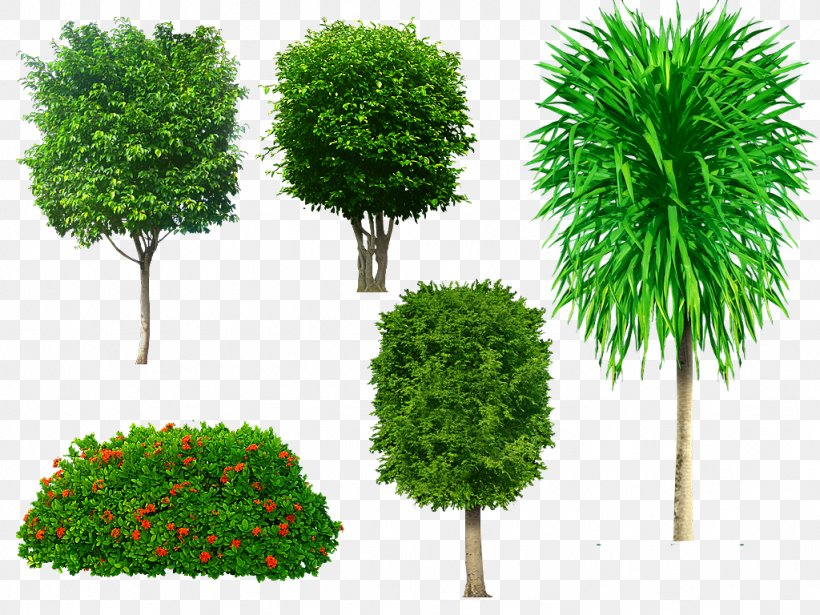 Tree Clip Art, PNG, 1024x768px, Tree, Evergreen, Flowerpot, Grass, Houseplant Download Free