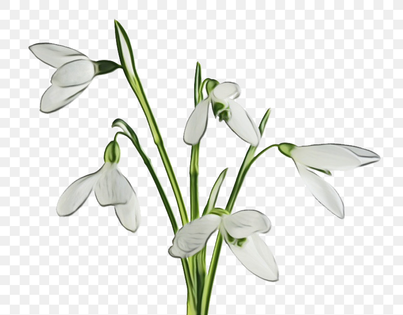 Flower Galanthus Snowdrop Plant Summer Snowflake, PNG, 800x641px, Watercolor, Amaryllis Family, Flower, Galanthus, Paint Download Free