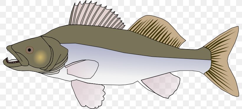 Northern Pike Walleye Clip Art, PNG, 800x369px, Northern Pike, Animal Figure, Bony Fish, Catfish, Cod Download Free