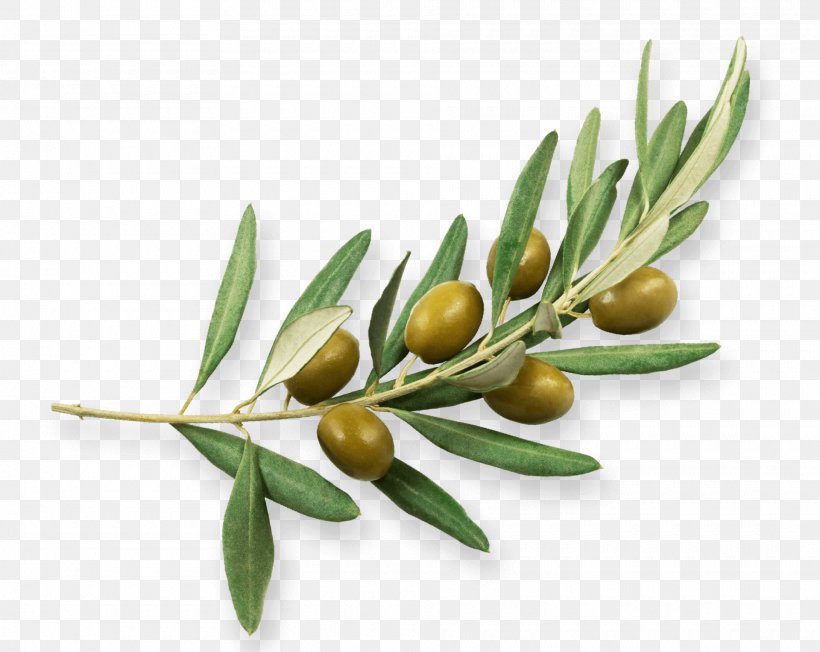 Olive Oil Olive Branch Sehit Ali Borinli Ilkogretim Okulu, PNG, 1920x1528px, Olive, Education, Food, Fruit, History Download Free
