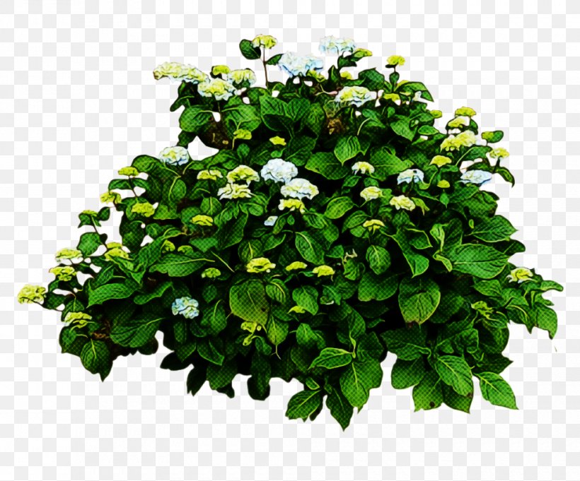 Tea Tree, PNG, 980x815px, Shrub, Branch, Climbing Hydrangea, Flower, French Hydrangea Download Free