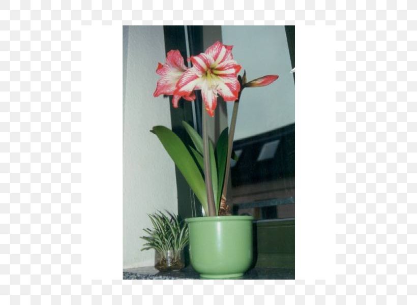 Amaryllis Belladonna Flowerpot Houseplant Floral Design, PNG, 800x600px, Amaryllis, Amaryllis Belladonna, Amaryllis Family, Belladonna, Flora Download Free