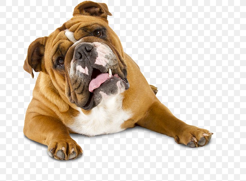 Dorset Olde Tyme Bulldogge Olde English Bulldogge Toy Bulldog Dog Breed, PNG, 760x603px, Dorset Olde Tyme Bulldogge, Breed, Breed Group Dog, British Bulldogs, Bulldog Download Free