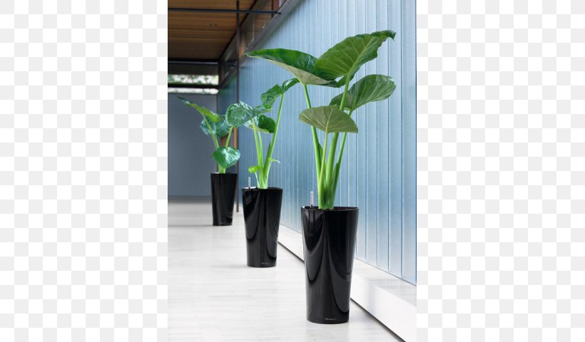 Flowerpot Cachepot Houseplant Alocasia, PNG, 640x480px, Flowerpot, Alocasia, Balcony, Cachepot, Delta Air Lines Download Free