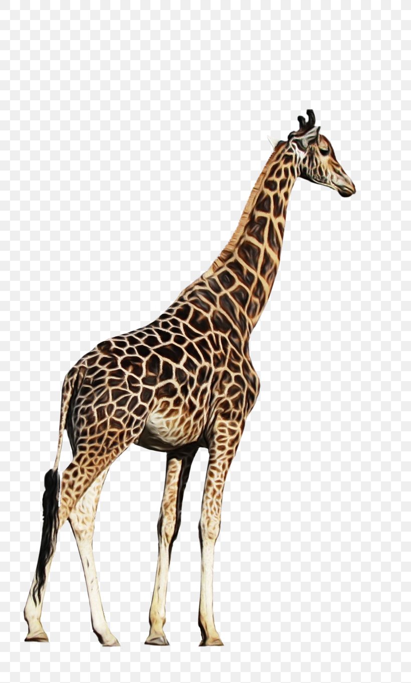 Giraffe Giraffidae Wildlife Animal Figure Neck, PNG, 781x1362px, Watercolor, Adaptation, Animal Figure, Giraffe, Giraffidae Download Free