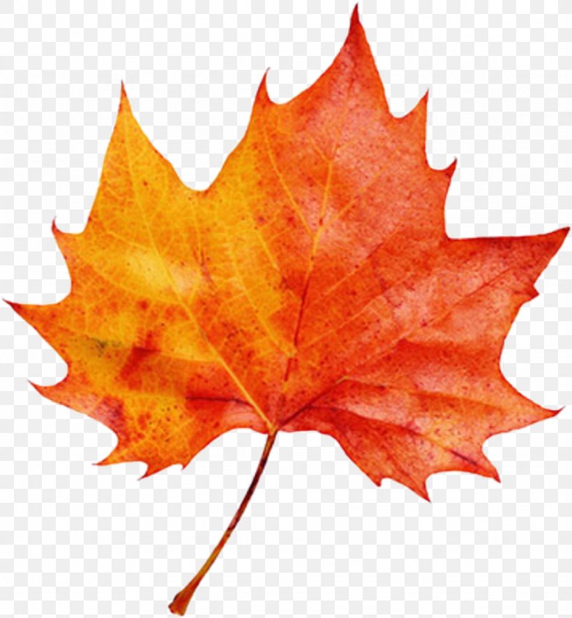 Autumn Leaf Color Clip Art Image, PNG, 1024x1106px, Autumn Leaf Color, Autumn, Black Maple, Deciduous, Drawing Download Free
