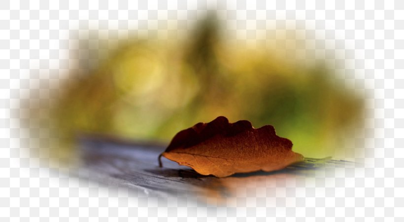 Desktop Wallpaper Autumn Leaf Desktop Metaphor, PNG, 800x450px, Autumn, Close Up, Closeup, Computer, Desktop Metaphor Download Free