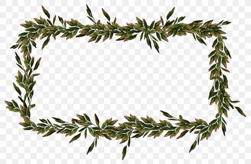 Family Tree Background, PNG, 960x628px, Herbaceous Plant, American Larch, Branch, Colorado Spruce, Conifer Download Free