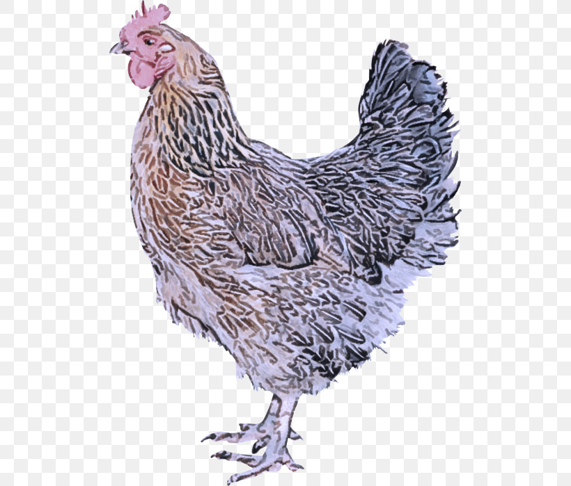 Feather, PNG, 506x699px, Bird, Animal Figure, Beak, Chicken, Comb Download Free