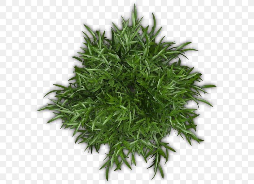 Herb, PNG, 601x594px, Herb, Grass, Plant Download Free