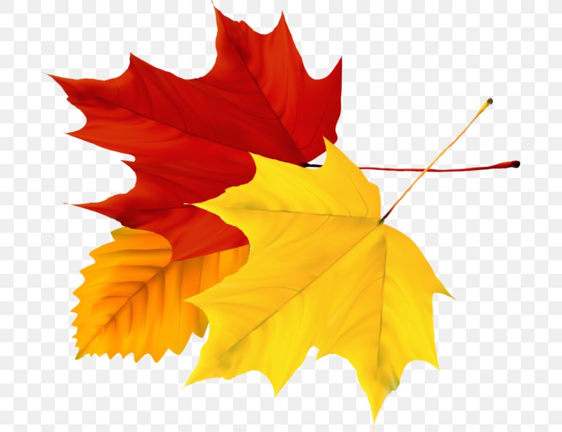 Image Autumn Leaf, PNG, 699x631px, Autumn, Autumn Leaf Color, Drawing, Flower, Flowering Plant Download Free