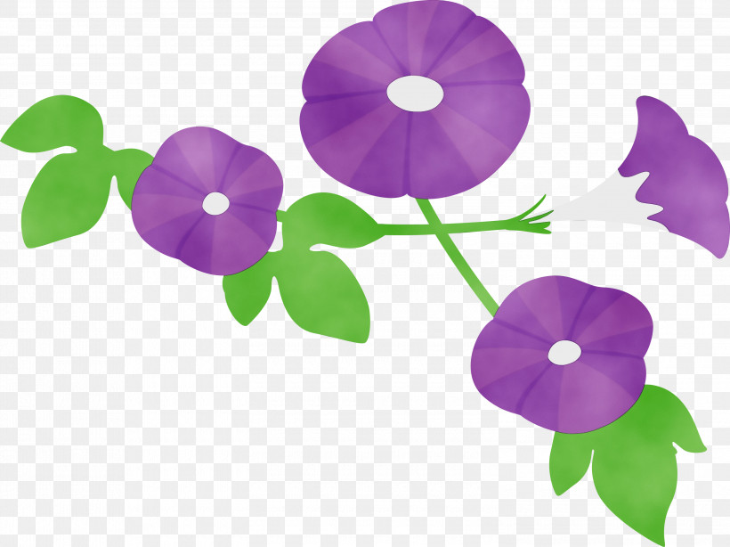 Violet Purple Flower Plant Morning Glory, PNG, 3000x2248px, Morning Glory Flower, Flower, Impatiens, Leaf, Morning Glory Download Free