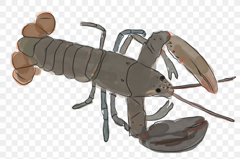 American Lobster Seafood Maine Crab, PNG, 850x565px, Lobster, American Lobster, Crab, Cuttlefish, Decapoda Download Free
