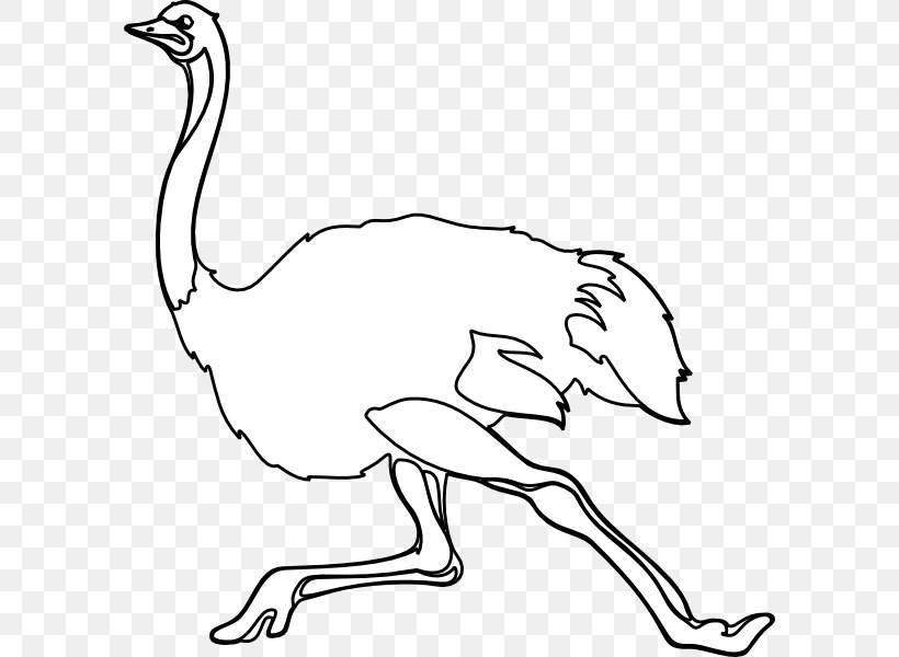 Common Ostrich Black And White Drawing Clip Art, PNG, 594x600px, Common Ostrich, Area, Arm, Art, Artwork Download Free