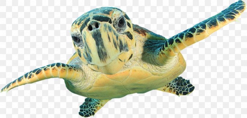 Hawksbill Sea Turtle Wall Decal Green Sea Turtle, PNG, 1023x491px, Turtle, Animal Figure, Chelydridae, Common Snapping Turtle, Decal Download Free