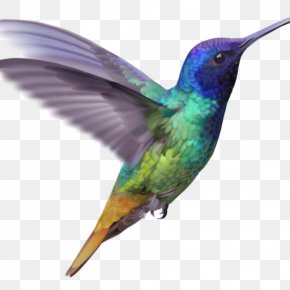 Bird - Hummingbird Golden-tailed Sapphire Feather PNG