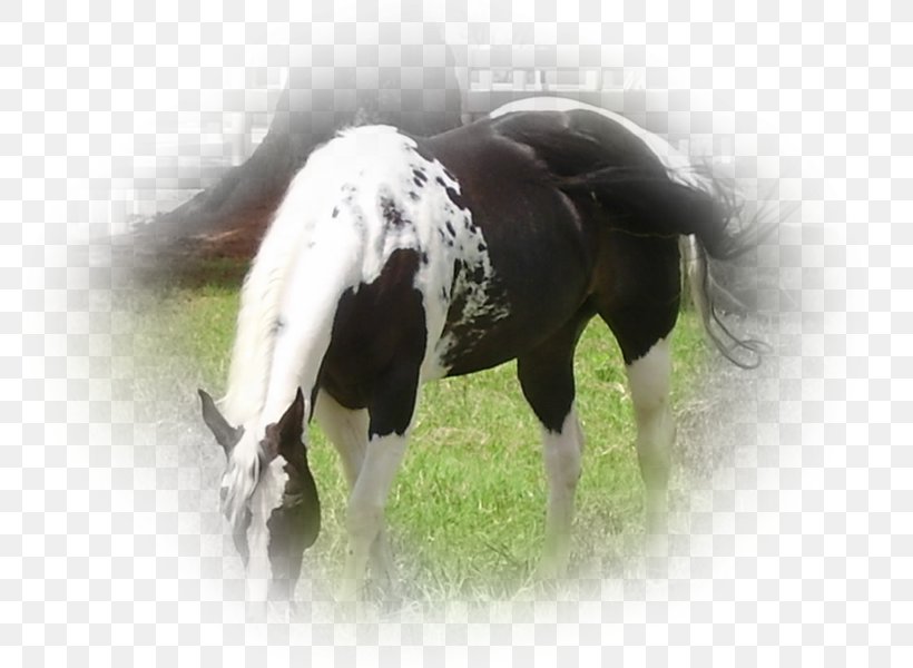 Stallion Mane Mustang Mare Pony, PNG, 800x600px, Stallion, Bridle, Grass, Halter, Harness Racing Download Free