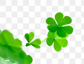 Green Clover - White Clover Red Clover Four-leaf Clover WeChat Avatar PNG