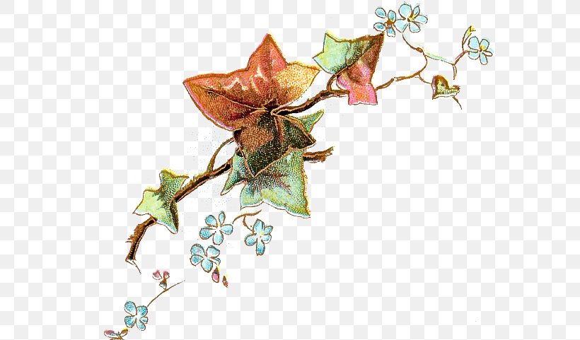 Ivy, PNG, 581x481px, Flower, Ivy, Origami, Plant Download Free